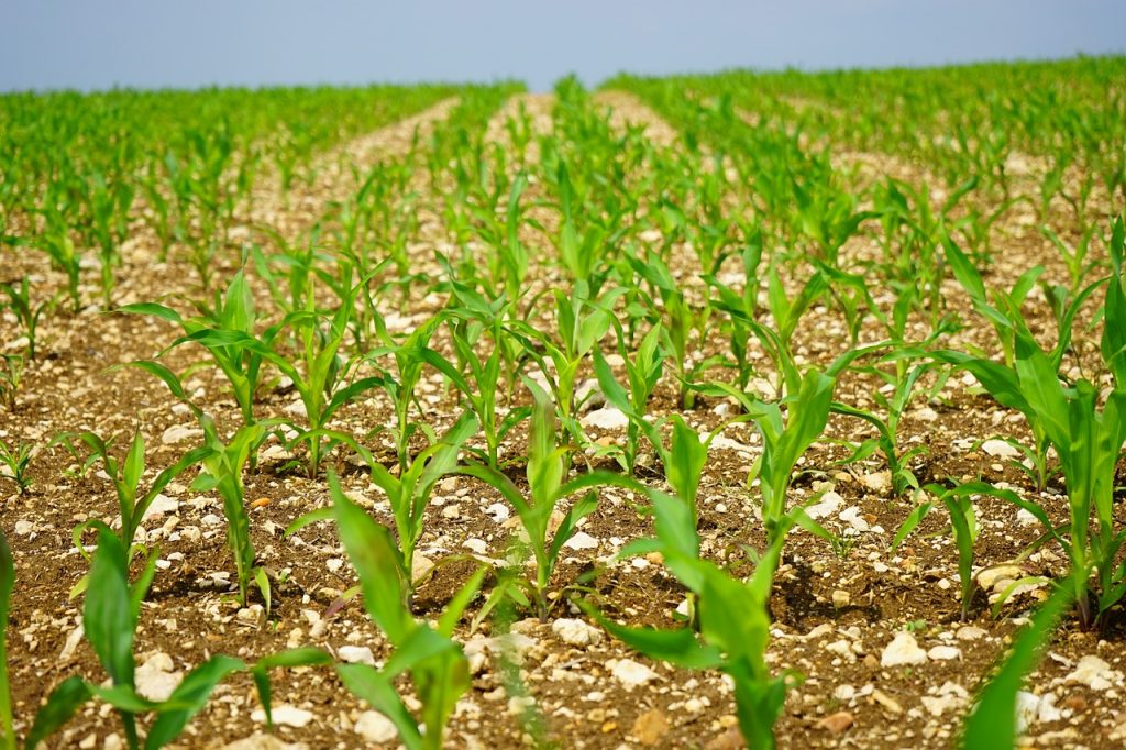 Az új rendszerek lehetővé teszik a kukorica hosszirányú részleges műtrágyázását, amely a vetőgéppel és annak szemelhelyezésével összehangolt. rendszerbe integrálhatóság – a modern vetőgépeknek mindezt tudniuk kell ma