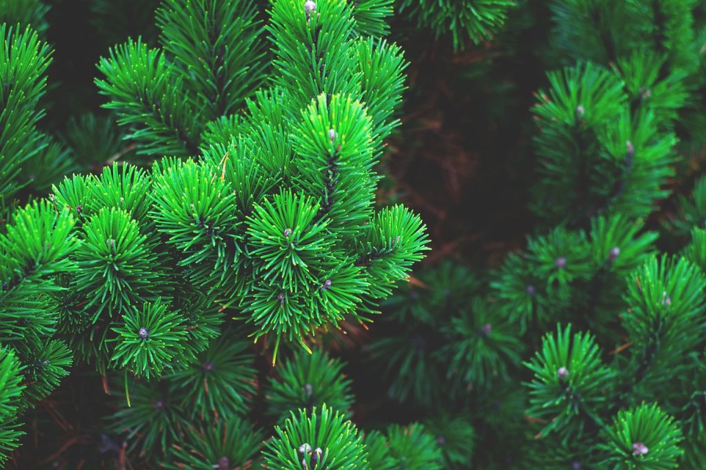 A tudósok meg vannak győződve aról, hogy a fenyőfa őrölt zöld tömegének keverékéből készült fenyőliszt értékes takarmányvitamin-forrássá válhat az állati étrendben.