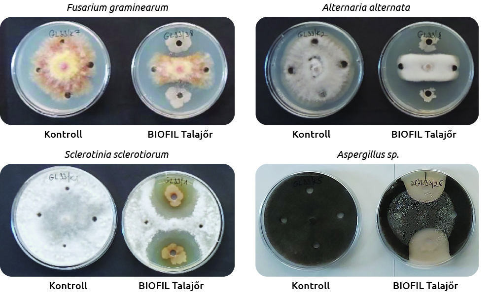 A BIOFIL® Talajőr talajoltó baktériumkészítmény Bacillus törzsei hatásosak a patogén-visszaszorításban.