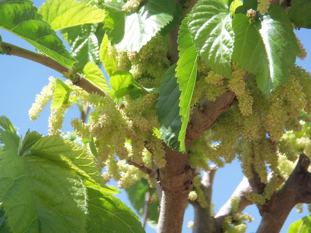 A gyümölcsfák közül különösen az eperfák telepítése volt népszerű Magyarországon, akkor, amikor még selyemhernyó-tenyésztés folyt az országban