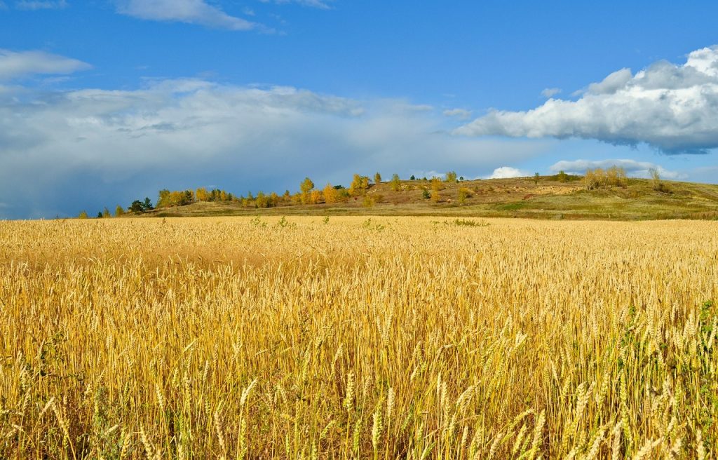 Történelmi áttörés történt a kukorica géntérképe tekintetében és annak megértésében.