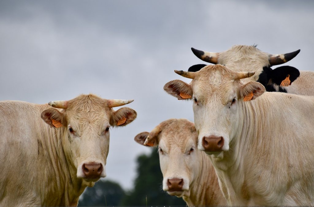 Kutatások szerint az intenzív állattenyésztés csökkentheti a járványok kockázatát.