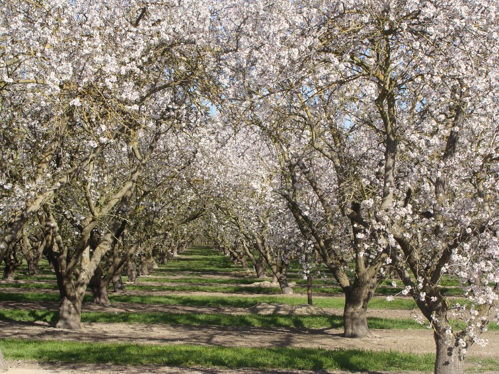 A FitoNatur Aktív védi a virágzó gyümölcsfákat a fagy ellen