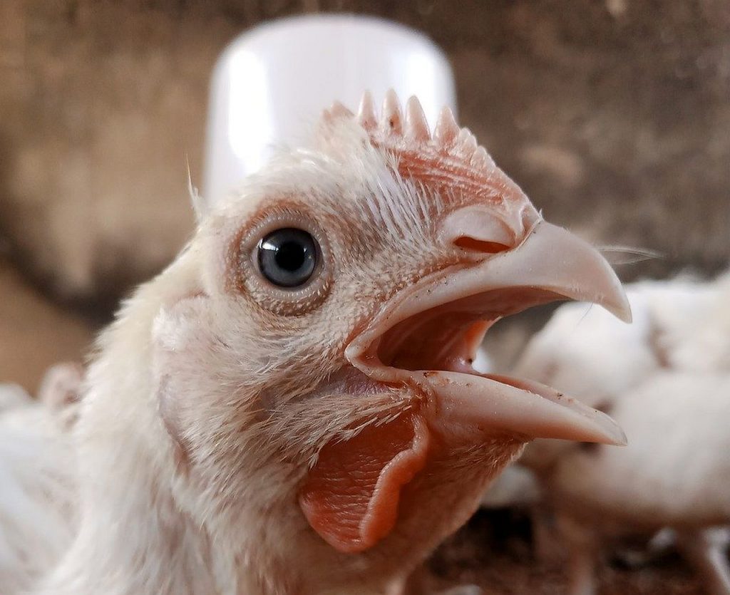 Az állattenyésztés takarmányköltségei továbbra is nyomás alatt állnak. A brojler csirkék termelését különösen súlyosan érintették, mivel továbbra is ez a legolcsóbb és legnépszerűbb húsforrás a világon. 