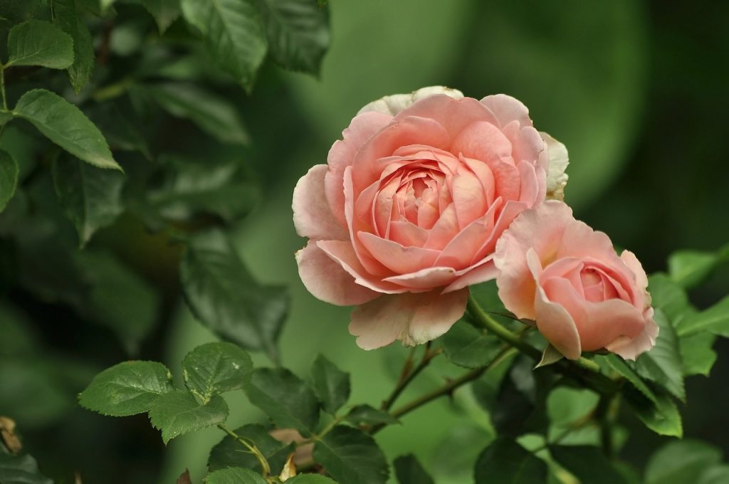Ha a harmat vagy az öntözővíz sokáig van a rózsák hajtásain, levelein, az növényvédelmi problémákat okoz