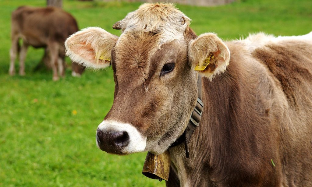 A metánkibocsátás fő okozói a tehenek?