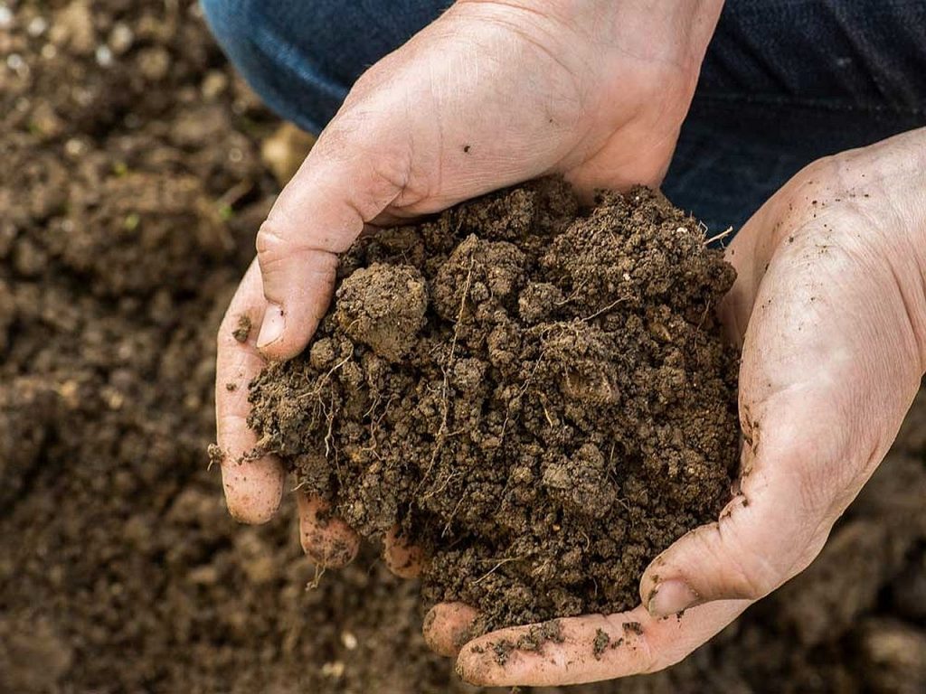 A talaj fogalmához kapcsolódó talajegészségügynek hosszú története van a Syngenta számára, még akkor is, ha ez a kifejezés viszonylag új.
