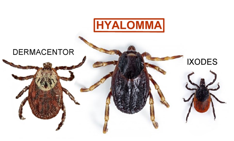 A HUN-REN képén jól látszanak a Hyalomma és a másik két hazai faj közötti különbségek, a jobb oldalon a közönséges kullancs nősténye látható