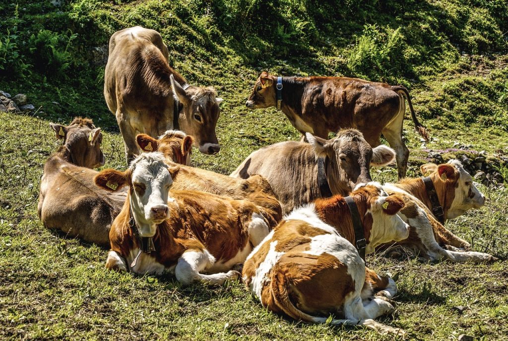 A szarvasmarhák egy olyan fajtával kell foglalkozni, vagy el kellene kezdeni kialakítani egy olyan fajtát, amelyik jobban viseli a nyári meleget, mint a kontinentális éghajlaton tenyésztett fajták.