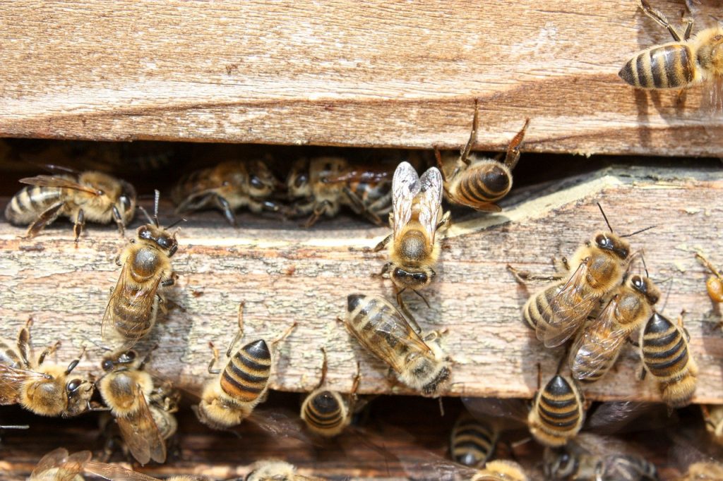 Idén már március közepére lezajlott a generációváltás a méhészetekben, az áttelelt mintegy 1,2 millió hazai méhcsalád többsége jó állapotban kezdte meg a hordást