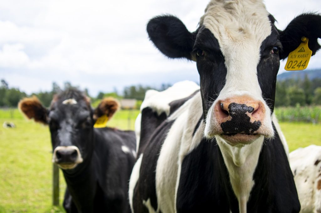 A tejelő tehenek stresszének pozitív megerősítéssel történő csökkentését vizsgálták.