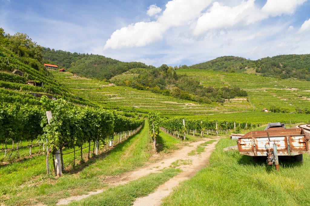 Az éghajlatváltozás miatt egyre nagyobb szükség van az ellenállóbb szőlőfajták nemesítésére a bortermelés területén.