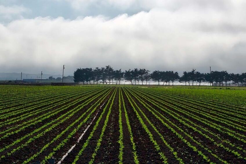 A kutatók szerint a következő évtizedek egyik legnagyobb kihívása a mezőgazdaság környezeti lábnyomának csökkentése - többek között a peszticidek használatának visszaszorításával - a hozamok fenntartása vagy javítása mellett. 